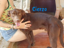 CIERZO, Hund, Mischlingshund in Spanien - Bild 3