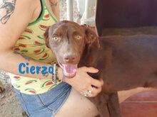 CIERZO, Hund, Mischlingshund in Spanien - Bild 4