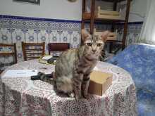 CERES, Katze, Europäisch Kurzhaar in Spanien - Bild 2
