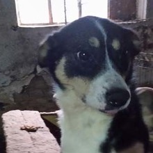 NICKY, Hund, Mischlingshund in Rumänien - Bild 1