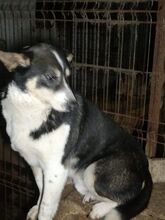 NICKY, Hund, Mischlingshund in Rumänien - Bild 12