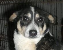 NICKY, Hund, Mischlingshund in Rumänien - Bild 15