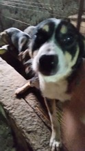 NICKY, Hund, Mischlingshund in Rumänien - Bild 4