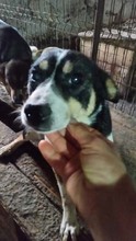 NICKY, Hund, Mischlingshund in Rumänien - Bild 5