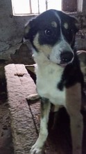NICKY, Hund, Mischlingshund in Rumänien - Bild 6