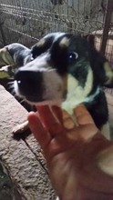 NICKY, Hund, Mischlingshund in Rumänien - Bild 7