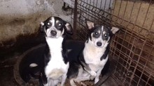 NICKY, Hund, Mischlingshund in Rumänien - Bild 9