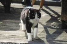 SARI, Katze, Europäisch Kurzhaar-Norwegische Waldkatze-Mix in Hückelhoven - Bild 4