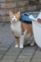 COLADA, Katze, Europäisch Kurzhaar in Hückelhoven - Bild 4