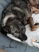 SAMU, Hund, Mischlingshund in Rumänien - Bild 3