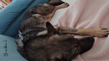 SAMU, Hund, Mischlingshund in Rumänien - Bild 4