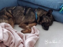 SAMU, Hund, Mischlingshund in Rumänien - Bild 5