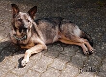 SAMU, Hund, Mischlingshund in Rumänien - Bild 9