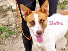 SINTRA, Hund, Mischlingshund in Spanien - Bild 1