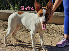 SINTRA, Hund, Mischlingshund in Spanien - Bild 10