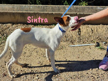 SINTRA, Hund, Mischlingshund in Spanien - Bild 11