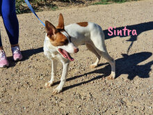 SINTRA, Hund, Mischlingshund in Spanien - Bild 12