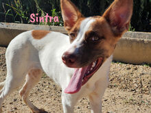 SINTRA, Hund, Mischlingshund in Spanien - Bild 13