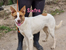 SINTRA, Hund, Mischlingshund in Spanien - Bild 14