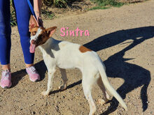SINTRA, Hund, Mischlingshund in Spanien - Bild 15