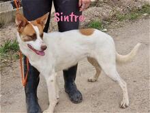 SINTRA, Hund, Mischlingshund in Spanien - Bild 2