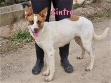 SINTRA, Hund, Mischlingshund in Spanien - Bild 3