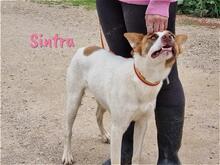 SINTRA, Hund, Mischlingshund in Spanien - Bild 4