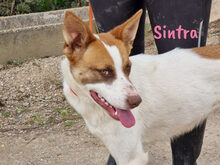 SINTRA, Hund, Mischlingshund in Spanien - Bild 5