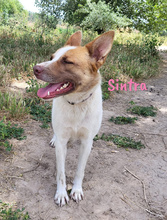 SINTRA, Hund, Mischlingshund in Spanien - Bild 6