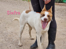 SINTRA, Hund, Mischlingshund in Spanien - Bild 7