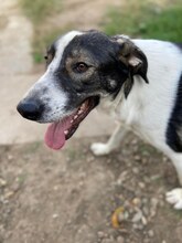 NURI, Hund, Mischlingshund in Rumänien - Bild 10