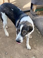 NURI, Hund, Mischlingshund in Rumänien - Bild 12