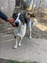 NURI, Hund, Mischlingshund in Rumänien - Bild 13