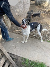 NURI, Hund, Mischlingshund in Rumänien - Bild 14