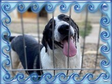 NURI, Hund, Mischlingshund in Rumänien - Bild 15