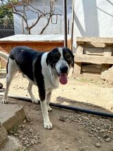 NURI, Hund, Mischlingshund in Rumänien - Bild 2