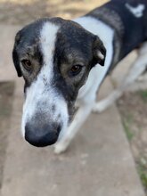 NURI, Hund, Mischlingshund in Rumänien - Bild 6