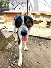 NURI, Hund, Mischlingshund in Rumänien - Bild 7