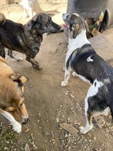 NURI, Hund, Mischlingshund in Rumänien - Bild 8