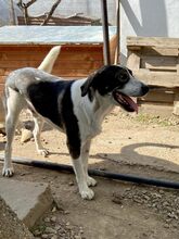 NURI, Hund, Mischlingshund in Rumänien - Bild 9