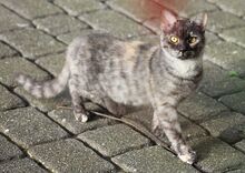 SIREN, Katze, Europäisch Kurzhaar in Hückelhoven - Bild 2