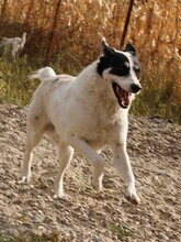 MATT, Hund, Mischlingshund in Rumänien - Bild 1