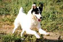 MATT, Hund, Mischlingshund in Rumänien - Bild 10