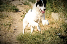MATT, Hund, Mischlingshund in Rumänien - Bild 12