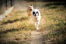 MATT, Hund, Mischlingshund in Rumänien - Bild 14