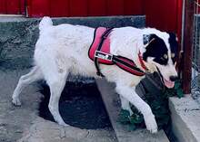 MATT, Hund, Mischlingshund in Rumänien - Bild 17