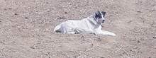 MATT, Hund, Mischlingshund in Rumänien - Bild 20