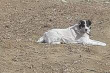 MATT, Hund, Mischlingshund in Rumänien - Bild 21