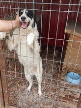MATT, Hund, Mischlingshund in Rumänien - Bild 3