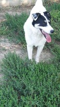MATT, Hund, Mischlingshund in Rumänien - Bild 6